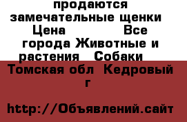 продаются замечательные щенки › Цена ­ 10 000 - Все города Животные и растения » Собаки   . Томская обл.,Кедровый г.